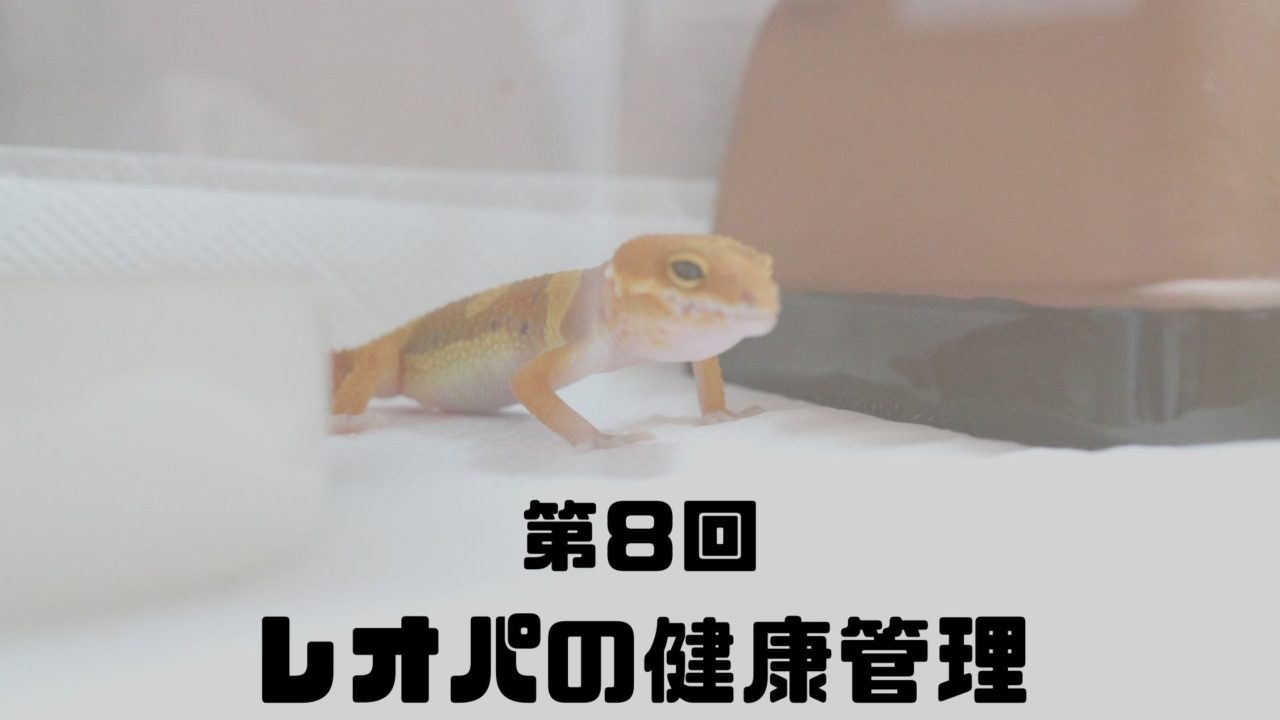 第８回 レオパの健康管理 レオパの飼育マニュアル
