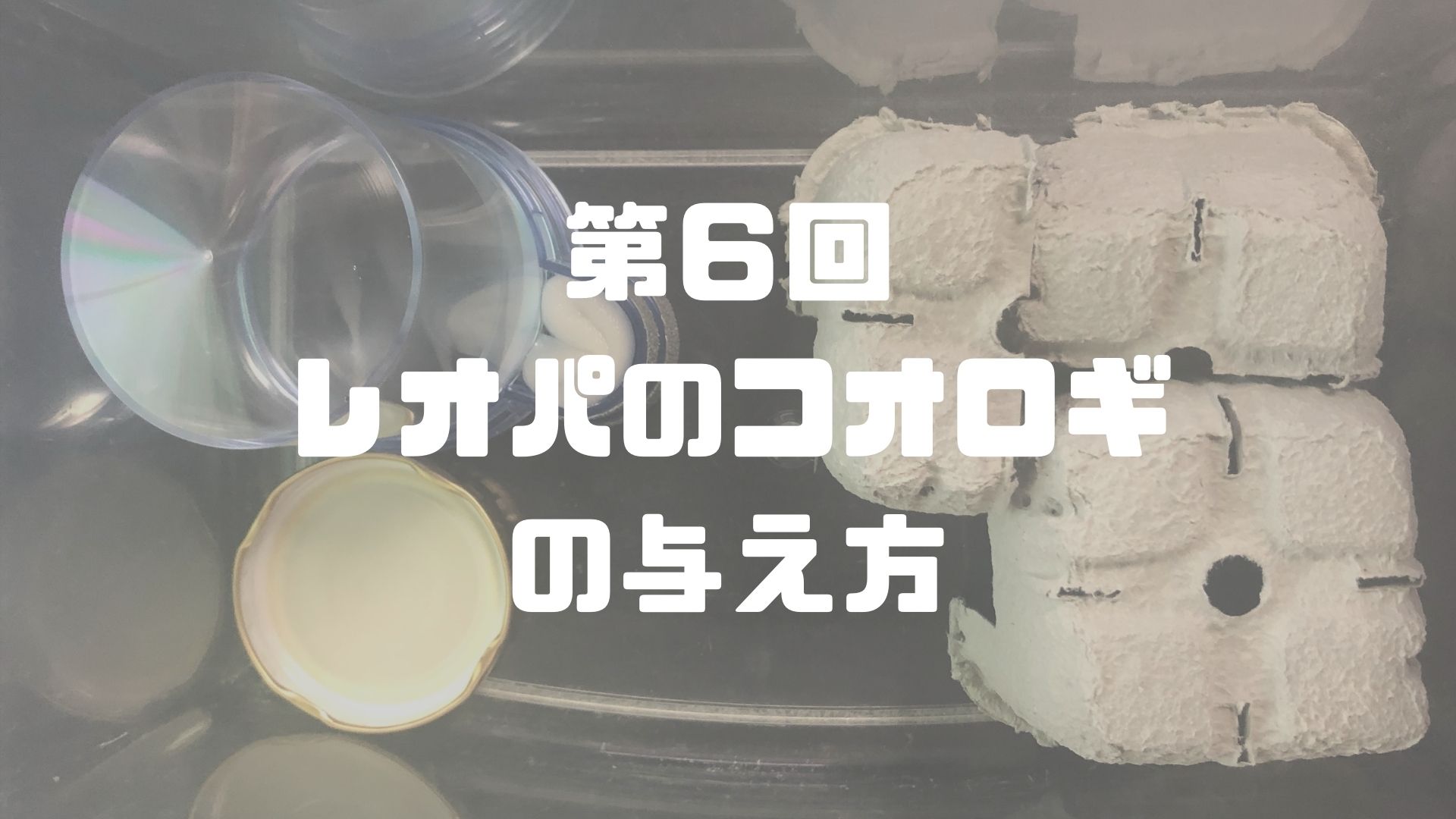 第６回 レオパのコオロギ 生き餌 の与え方 レオパの飼育マニュアル
