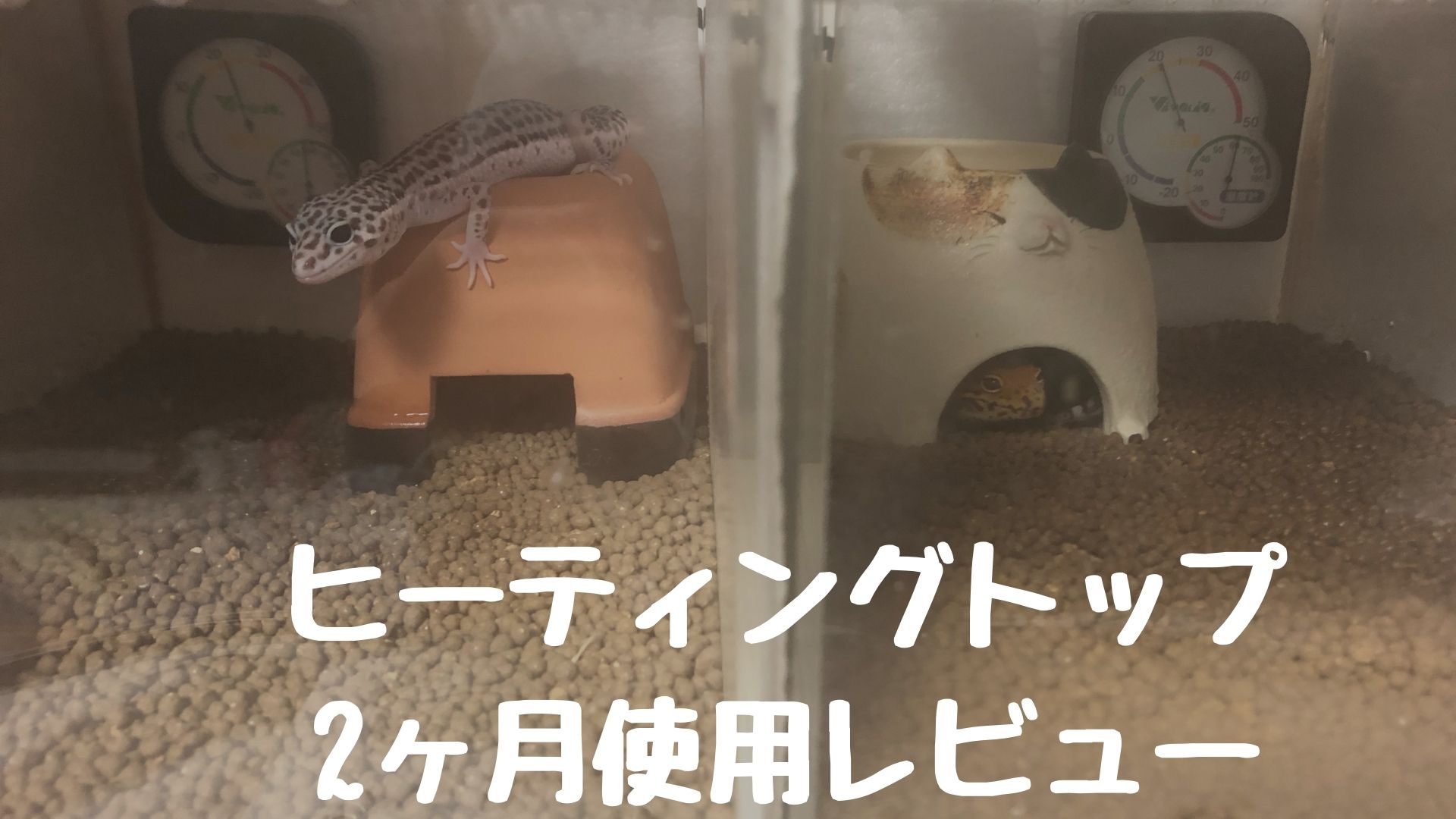 GEX ヒーティングトップを2ヶ月使用した使用感レビュー | レオパの 
